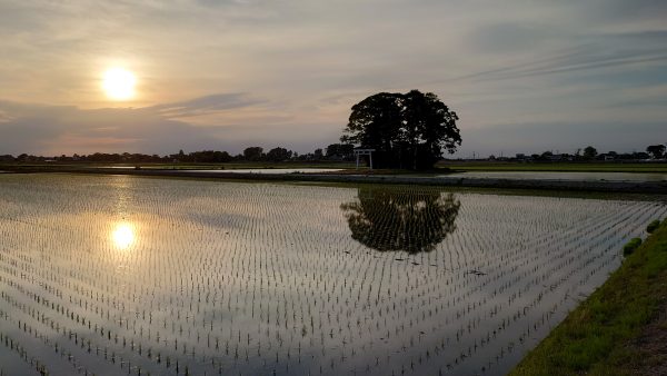 【動画】河内町長選の選挙カーの車窓から