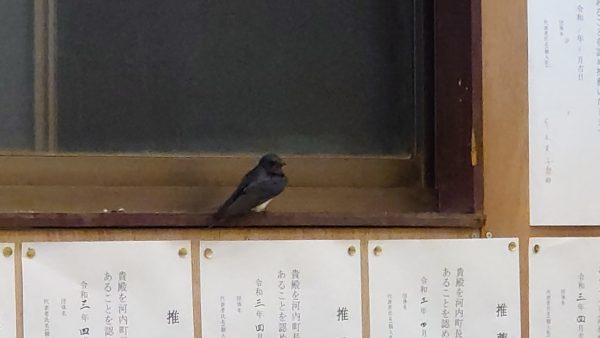 なぜ首長選挙は無所属なのか？