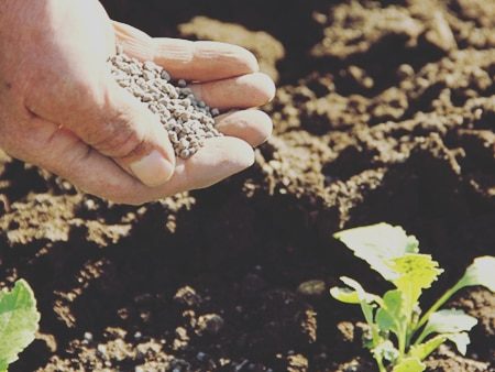 声が肥えになる政治