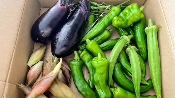 採れたて野菜を使った朝食