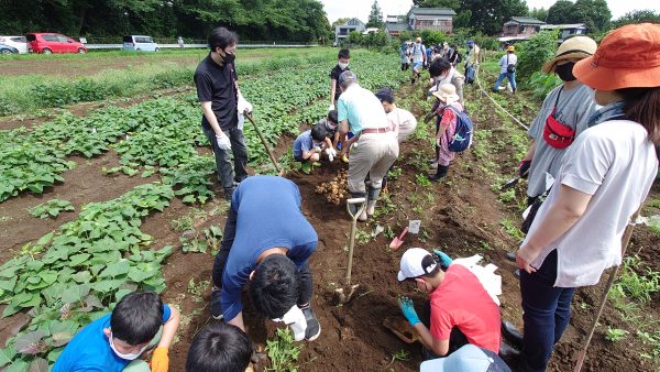 じゃがいも掘りボランティア 守谷稲門会