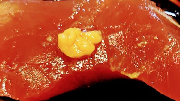 カツオの一本釣り